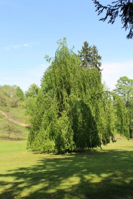 Fagus sylvatica 'Pendula' - buk lesní - jarní habitus (24)